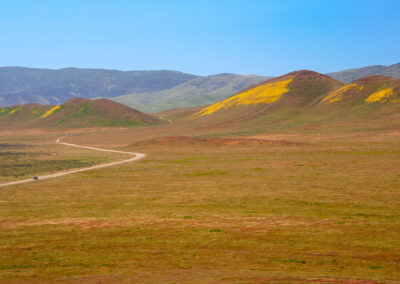 Wildflowers | San Luis Obispo, Ca