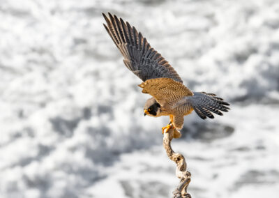 Falcon | Point Fermin Park | San Pedro, Ca